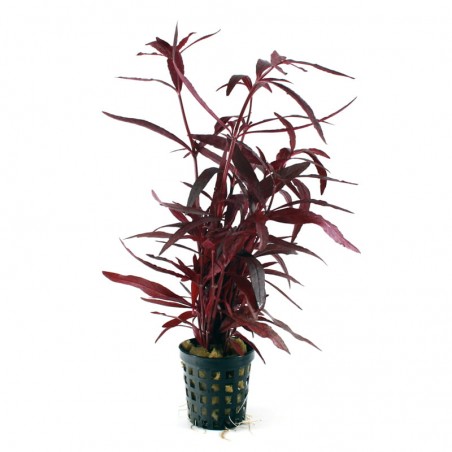 ALTERNANTHERA RUBRA