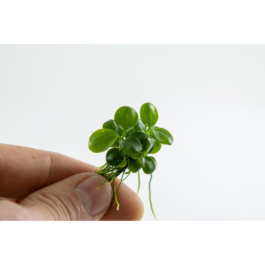 Anubias barteri 'Mini Coin' - in vitro