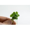 Anubias barteri 'Mini Coin' - in vitro