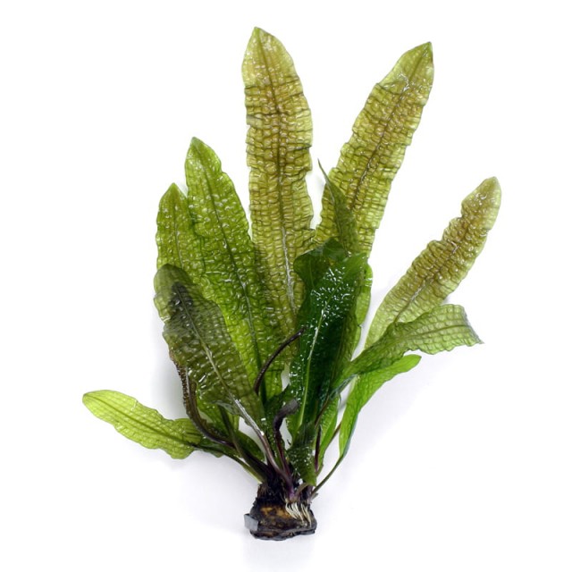 Aponogeton boivinianus — dzīvs akvārija augs