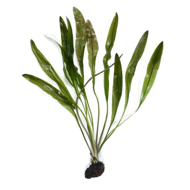 Aponogeton henkelianus - TUBER WITH SMALL LEAVES