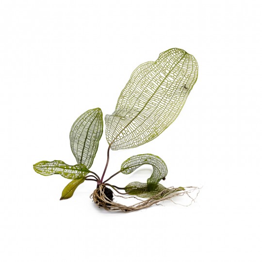 Aponogeton madagaskarensis - A tuber with several leaflets