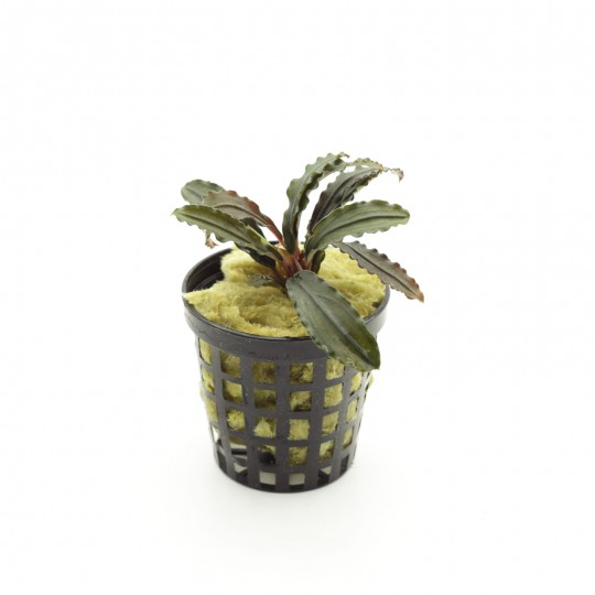 Bucephalandra Green Jade - two cuttings