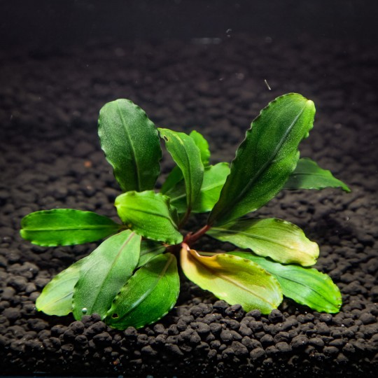 Bucephalandra Green Jade - two cuttings