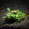 BUCEPHALANDRA KEDAGANG - TWO CUTTINGS