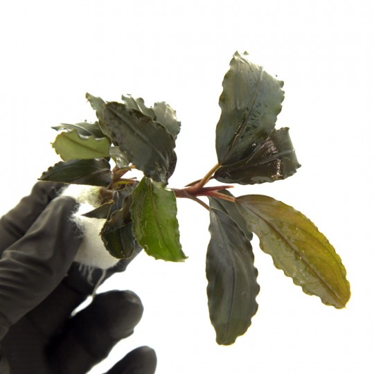 BUCEPHALANDRA MERCEDES - TWO SEEDLINGS