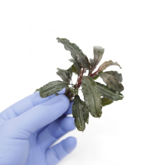 BUCEPHALANDRA MERCEDES - TWO SEEDLINGS