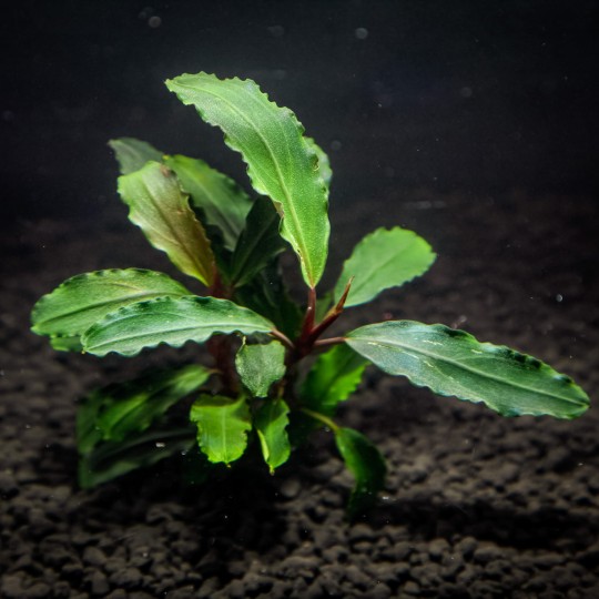 BUCEPHALANDRA MERCEDES - TWO SEEDLINGS