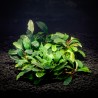 BUCEPHALANDRA SP. ON THE MESH