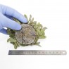BUCEPHALANDRA SP. ON THE MESH