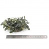 BUCEPHALANDRA SP. ON THE MESH