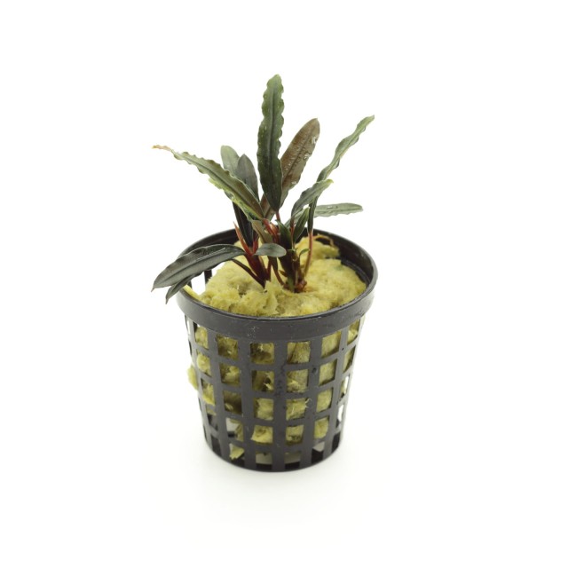 BUCEPHALANDRA VELVET - TWO CUTTINGS