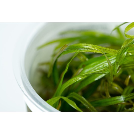 Blyxa japonica