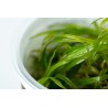 Blyxa japonica