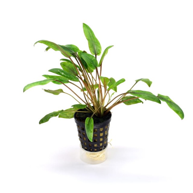 Cryptocoryne Jachnelii