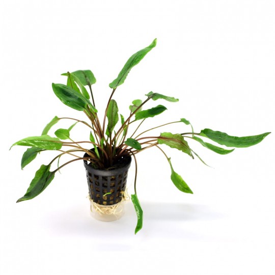 CRYPTOCORYNE KRAUTERII