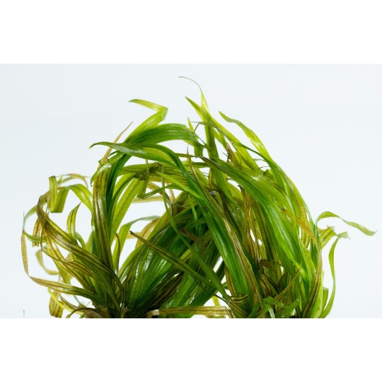 Blyxa japonica