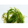 Blyxa japonica