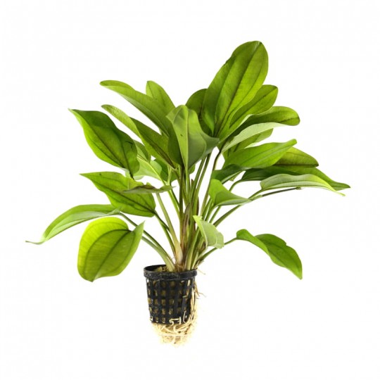 ECHINODORUS DIGITAL