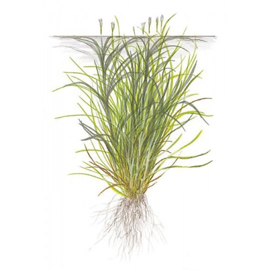Blyxa japonica