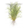 Blyxa japonica