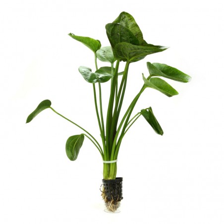 Echinodorus MIX XXL