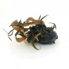LOTOS CZERWONY (NYMPHEA SP. RED)