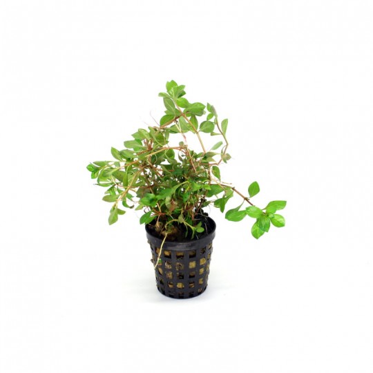LUDWIGIA NATAN
