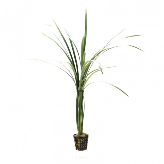 Ophiopogon jaburan variegata