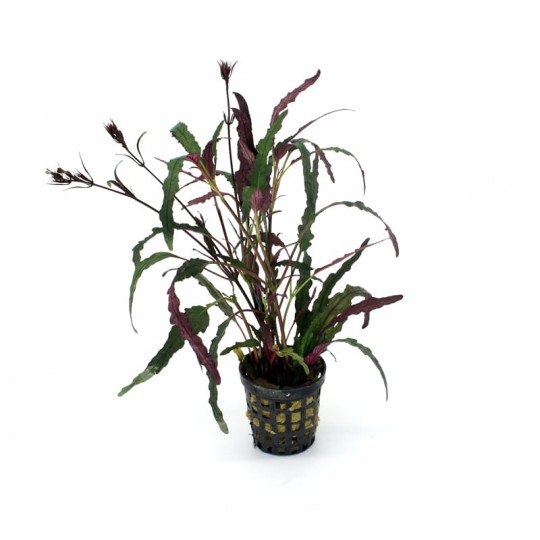 Hemigraphis repanda