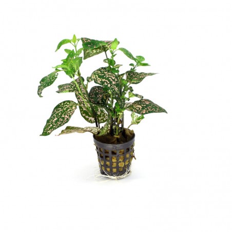 Hypoestes