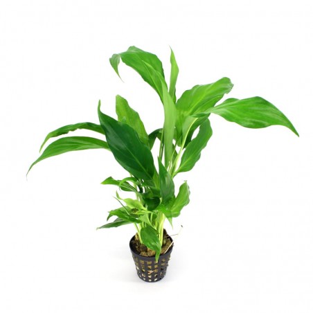 SPATYPHYLLUM WILLISI