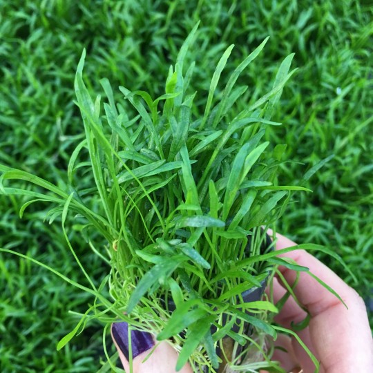 Lilaeopsis novae-zelandiae