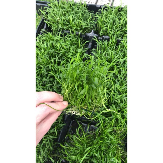 Lilaeopsis novae-zelandiae