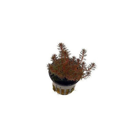 Myriophyllum matogrossense red submerse