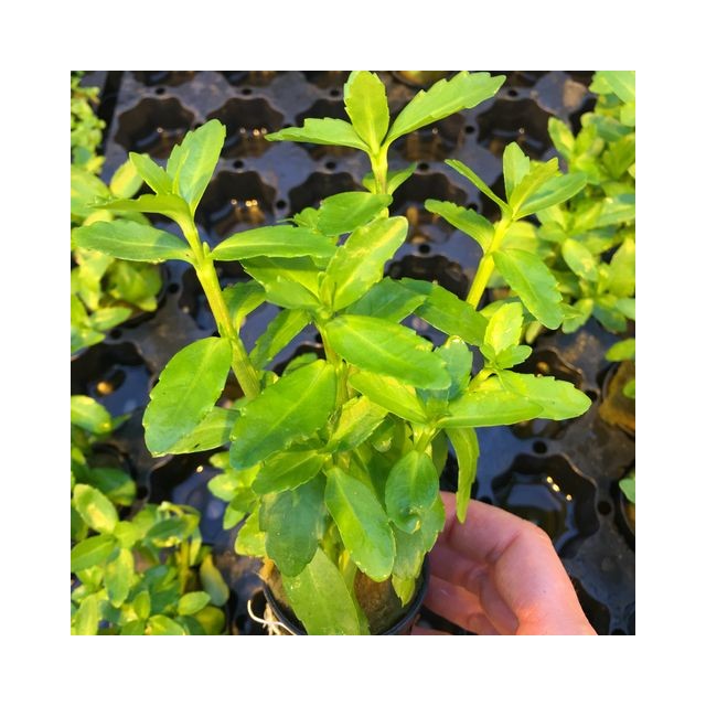 Bacopa madegascariensis