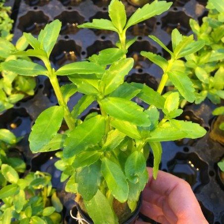 Bacopa madegascariensis