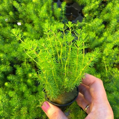 Bacopa myriophylloides
