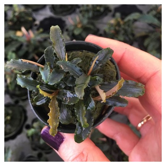 Bucephalandra Biblis