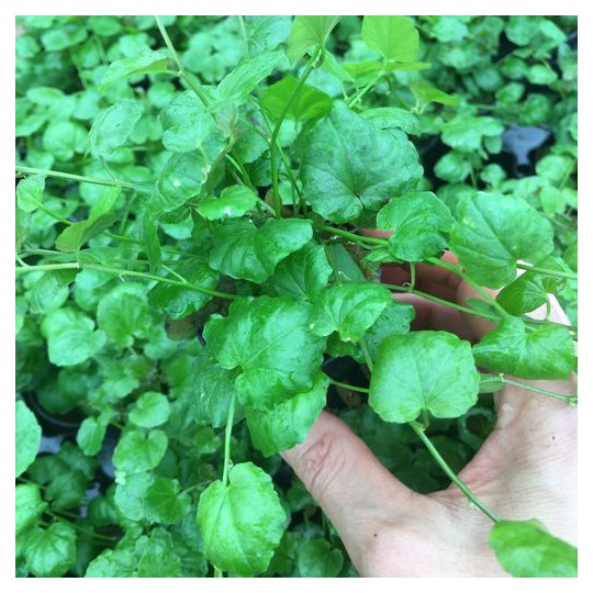 Cardamine lyrata
