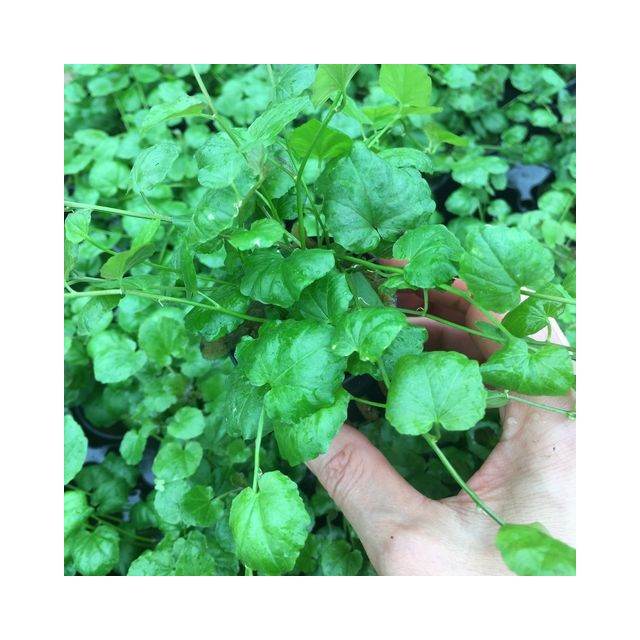 Cardamine lyrata