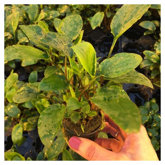 Cryptocoryne bullosa