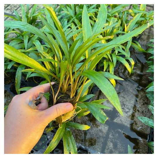 Cryptocoryne crispatula /retrospiralis