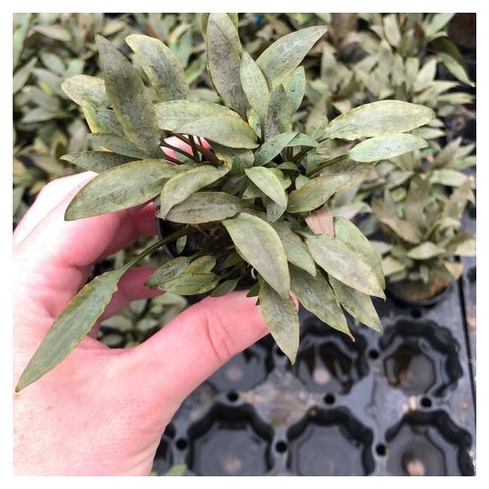 Cryptocoryne petchii "pink"