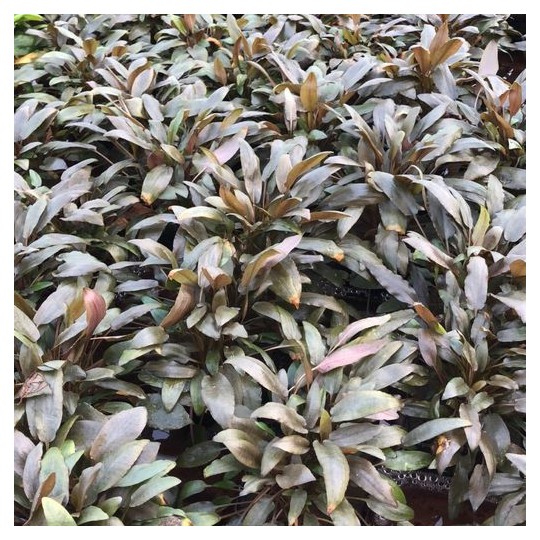 Cryptocoryne walkeri brown