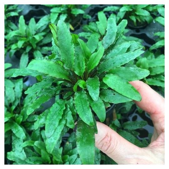 Cryptocoryne walkeri green
