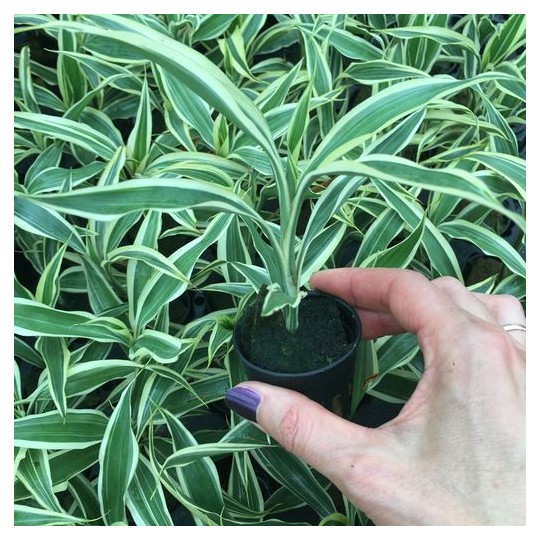Dracaena variegata (Verde y blanca)