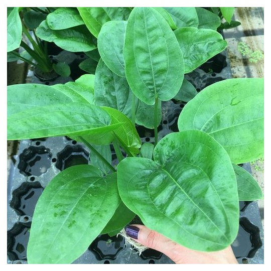 Echinodorus muricatus /grandiflorus