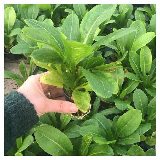 Echinodorus parviflorus /peruensis