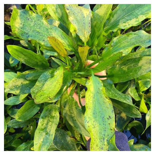 Echinodorus x "Granat"
